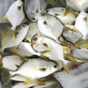 急凍黃立鯧（二去）
