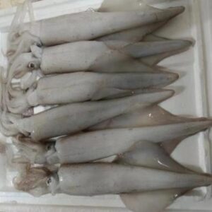 冰鮮釣魷大魷
