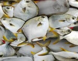 冰鮮金鯧魚（二去）
