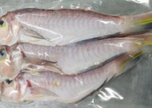三去馬頭魚